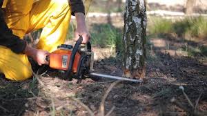 How Our Tree Care Process Works  in  Manville, NJ