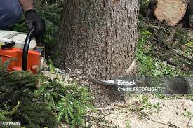 How Our Tree Care Process Works  in  Manville, NJ
