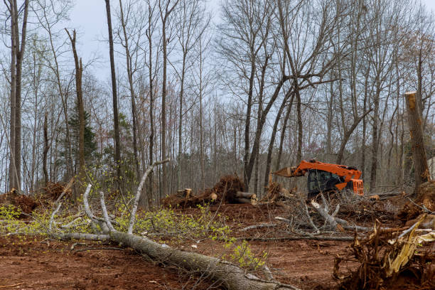 Leaf Removal in Manville, NJ