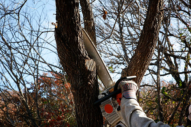 Leaf Removal in Manville, NJ