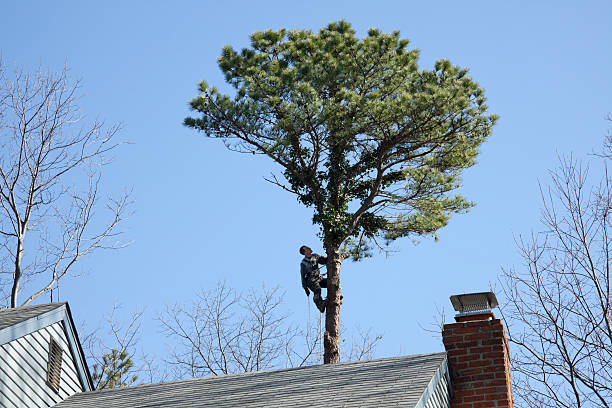 Professional Tree Care in Manville, NJ